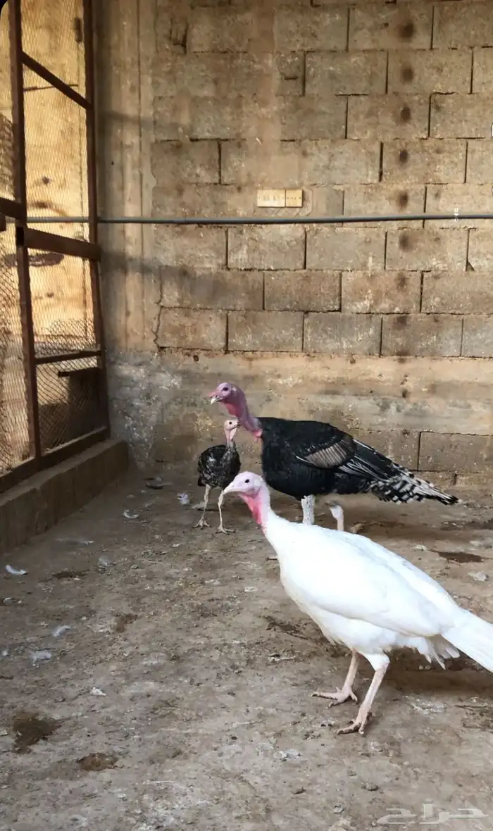 جوز ديك رومي مع فرخ بياض منتج 0