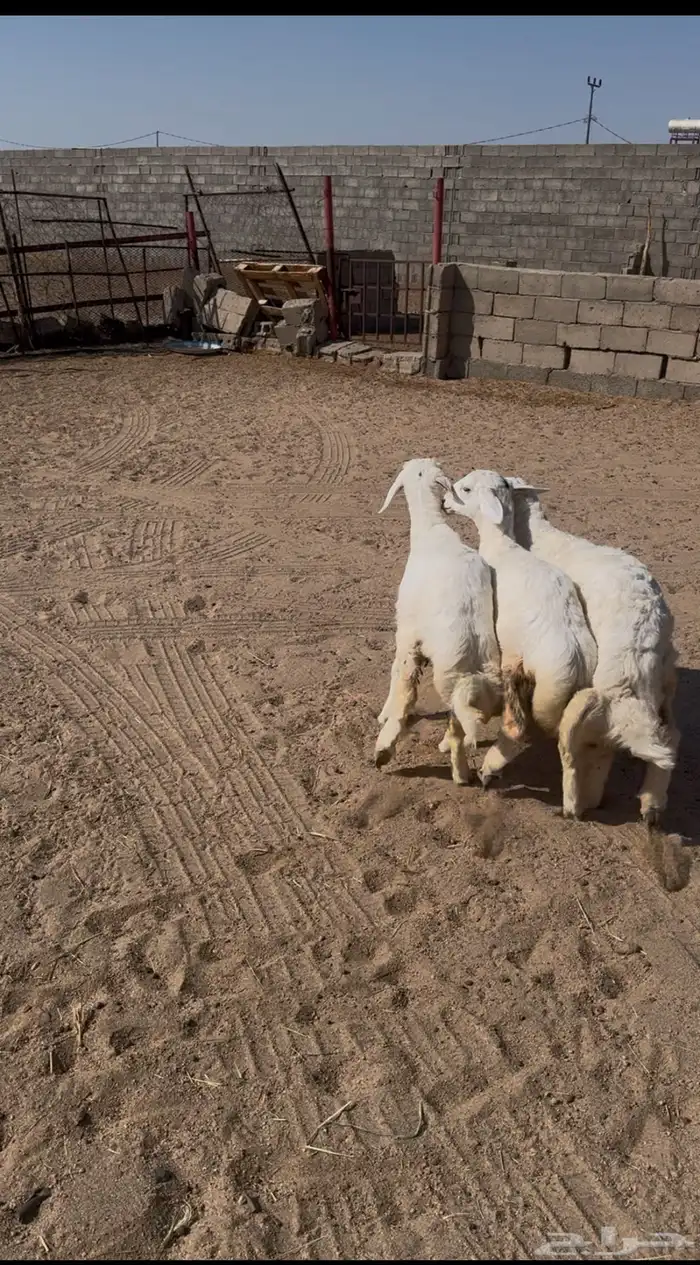 3 رخال مغلقة شحم 0