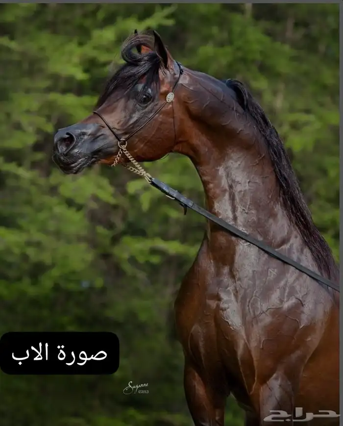 فرس واهو فاخرة ومحققة ذهب 3