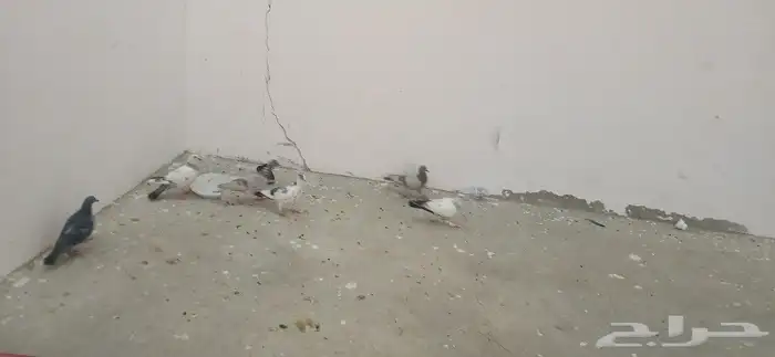 فروخ حمام 4