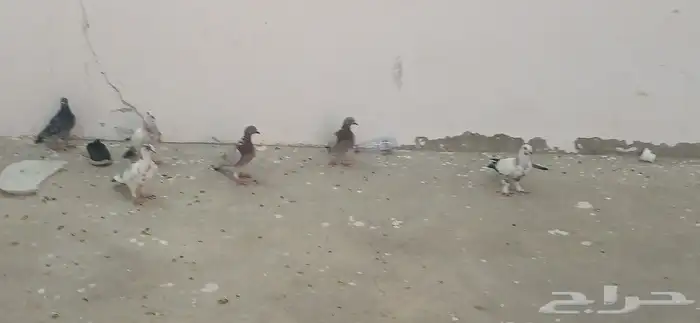 فروخ حمام 2