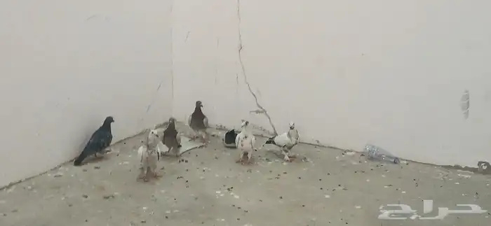 فروخ حمام 0