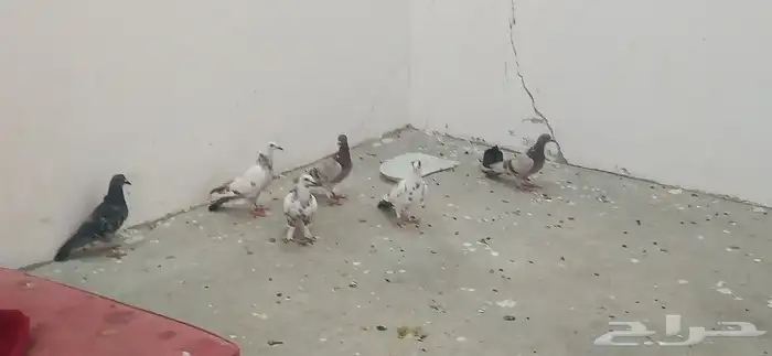 فروخ حمام 3