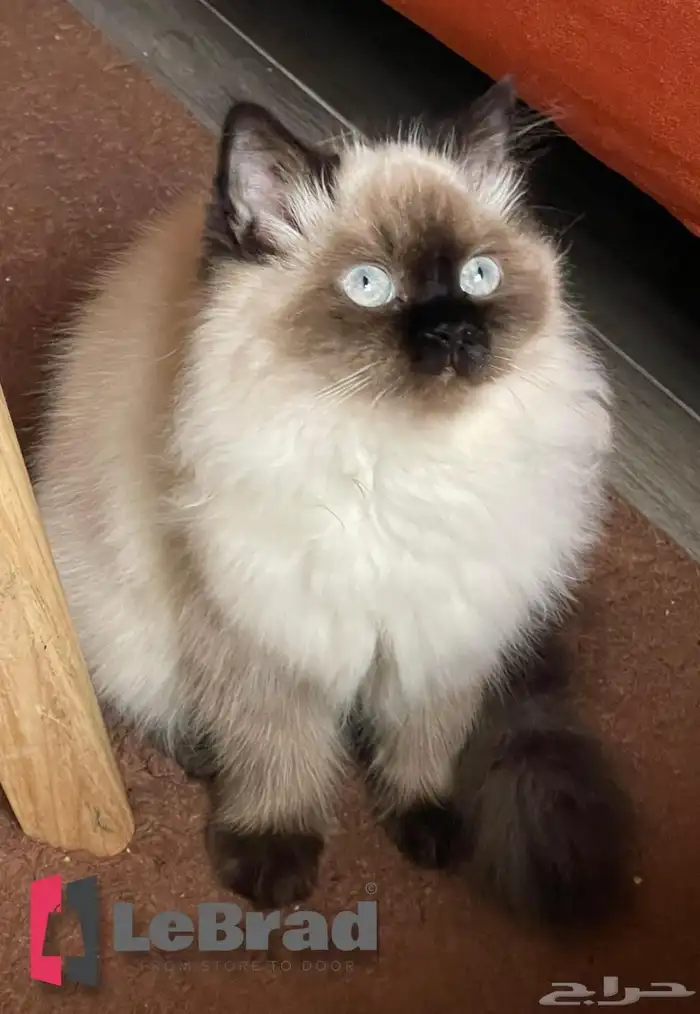 قطه سيامي (قطط لا تجدها الا ب LeBrad Cattery) 0