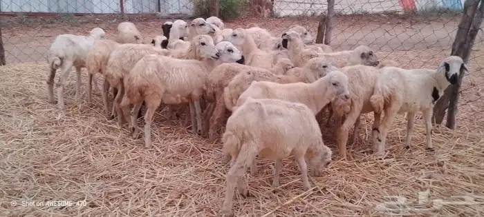 رخال رفيدي بلدي 1