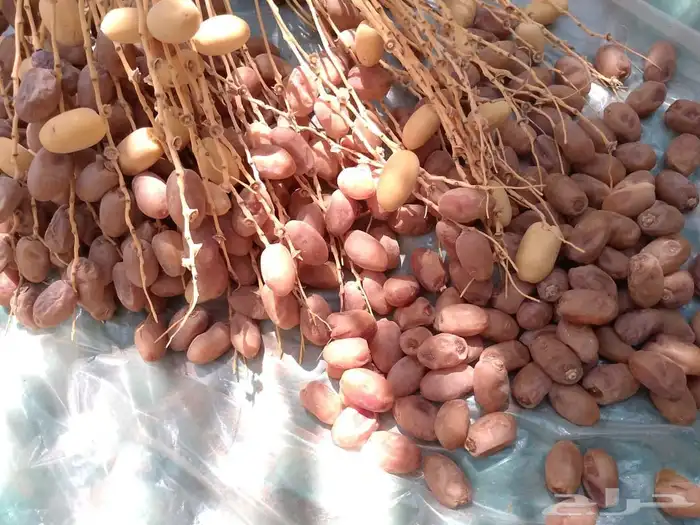 خلاص اشقر حبه كبير مفرط النخل الكميه 3 الف كرتون 2