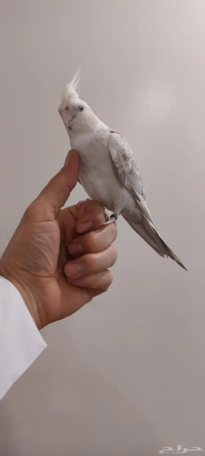 طير كيروان 2