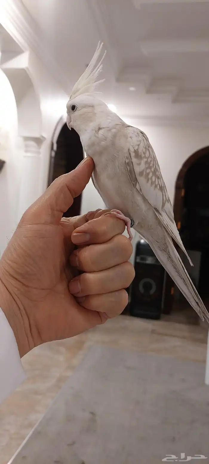 طير كيروان 0