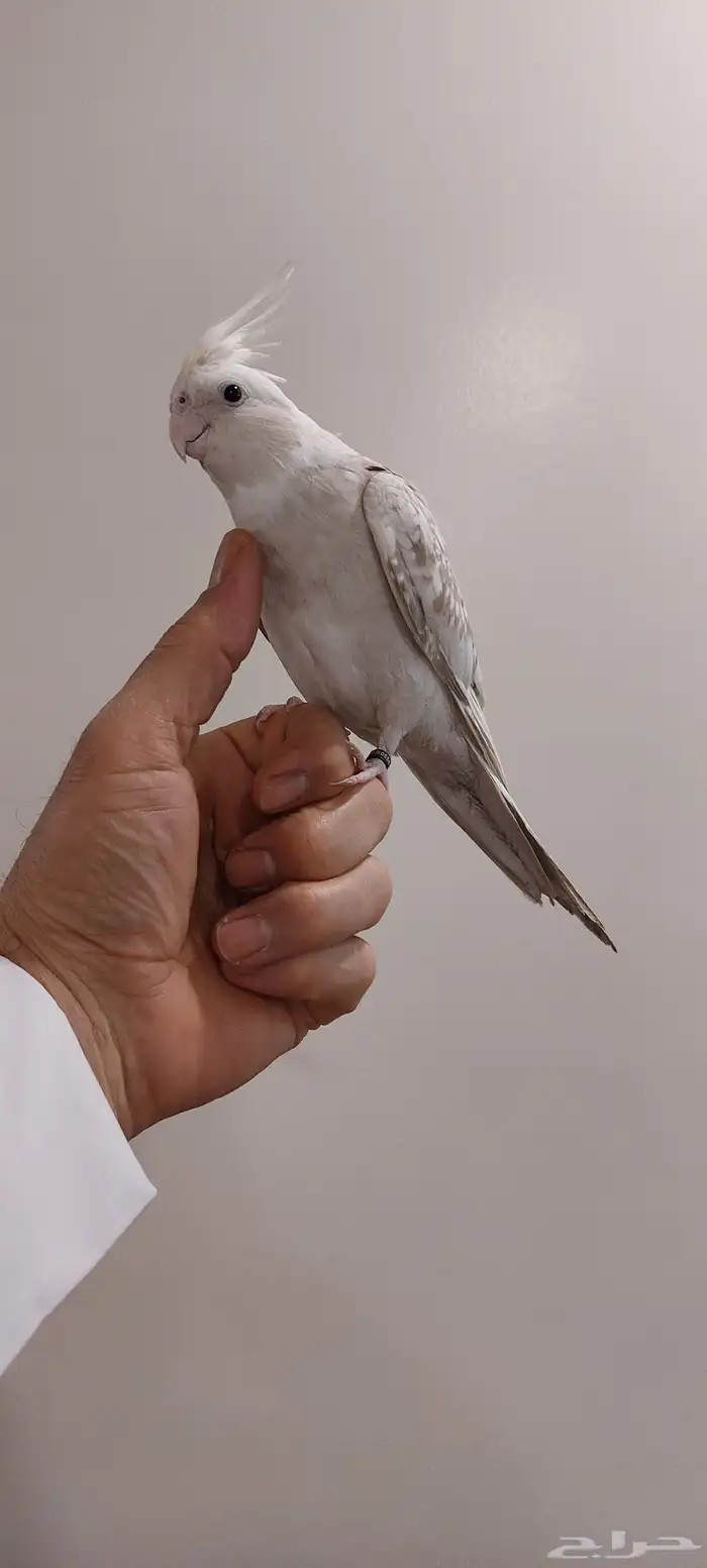 طير كيروان 3