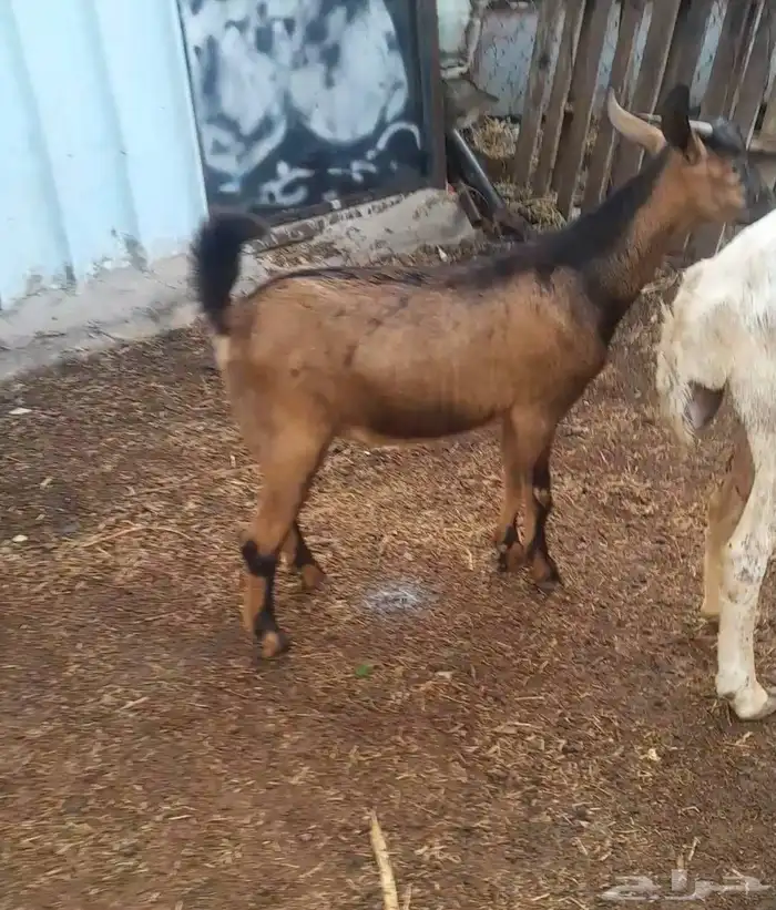 تيس بلدي للبيع على سوم 0