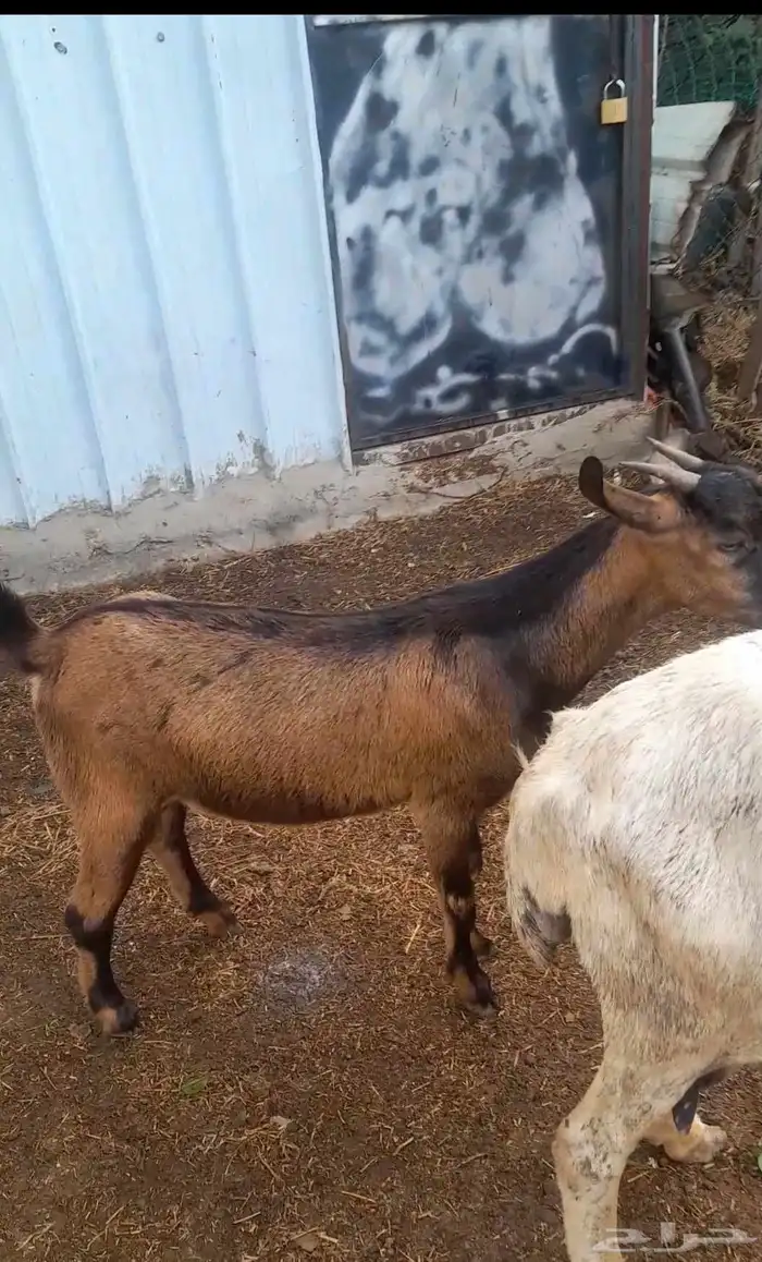 تيس بلدي للبيع على سوم 2