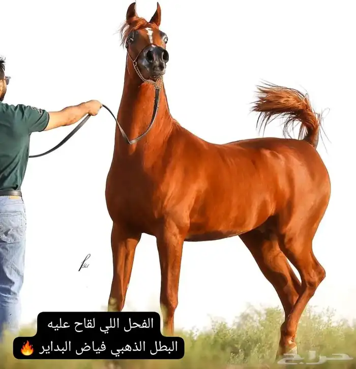 فرس واهو فاخرة ومحققة ذهب 5