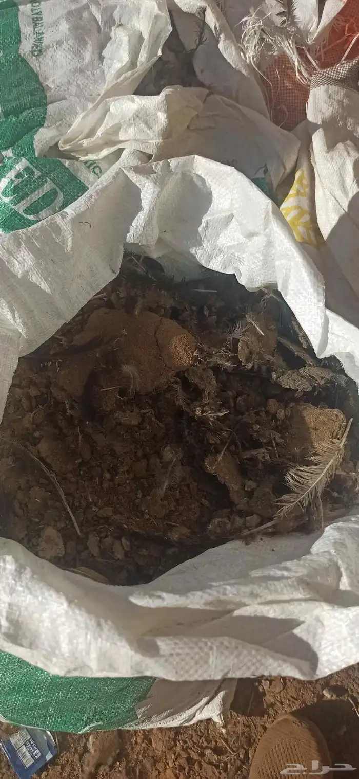 يتوفرزبل دجاج 0