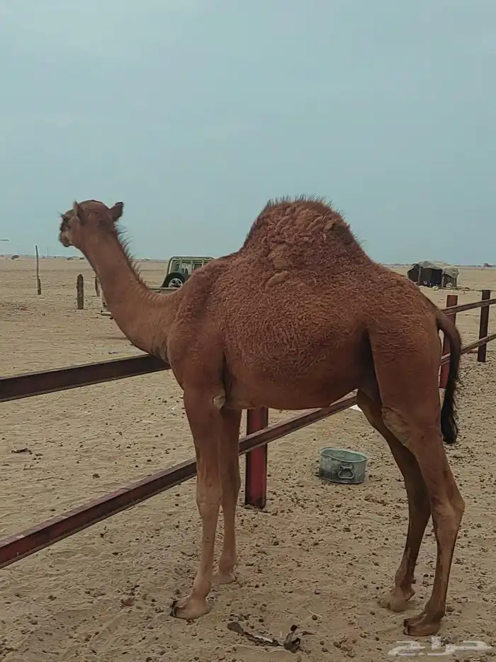 قعود ساحلي القنفذة 1
