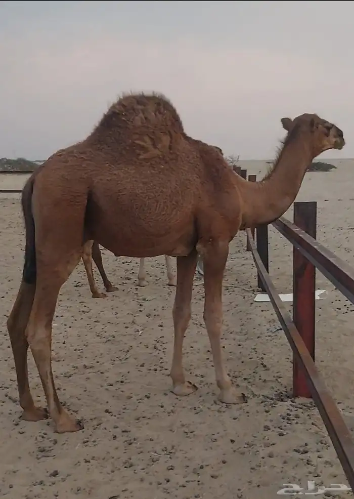 قعود ساحلي القنفذة 0