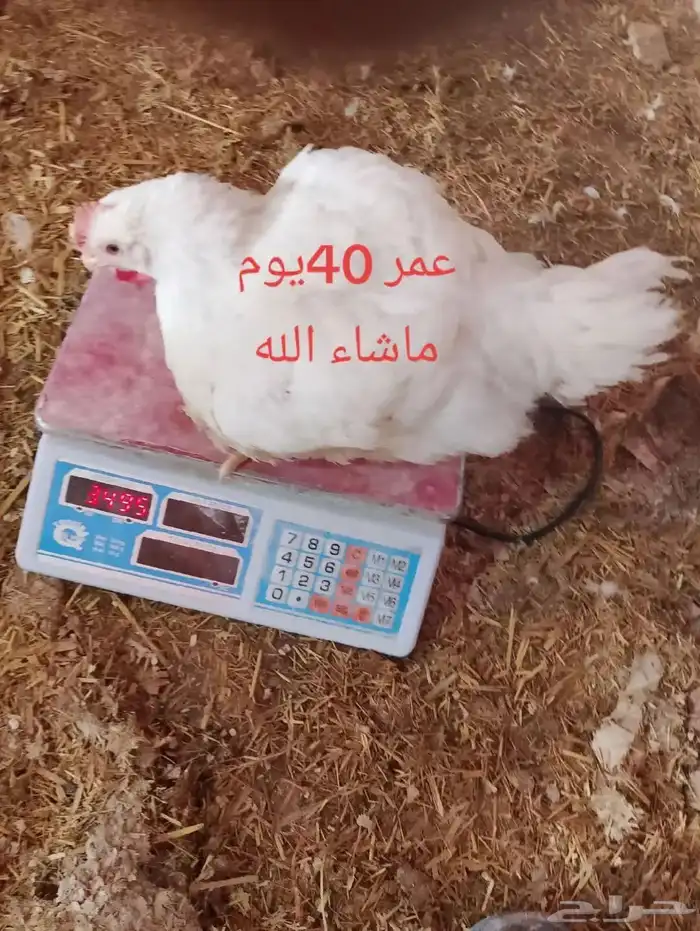 متوفر دجاج حى لاحم اوزان عاليه للشاورما 0