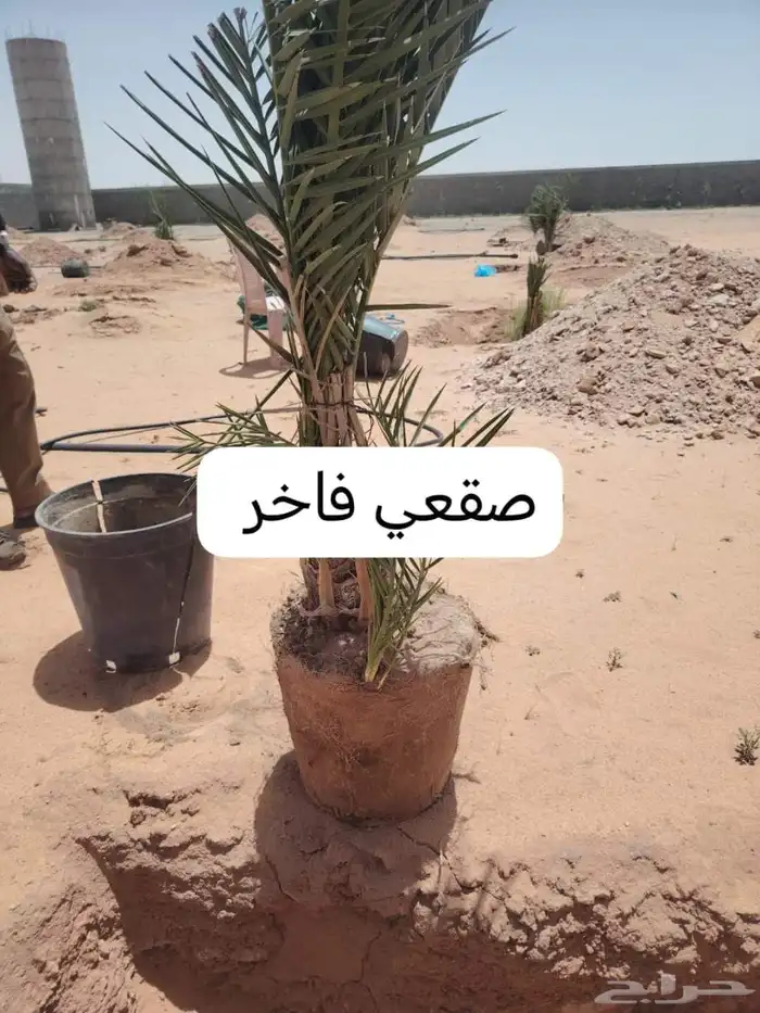 يوجد لدينا جميع انواع النخيل والتوصيل الا جميع أنحاء المملكة 2