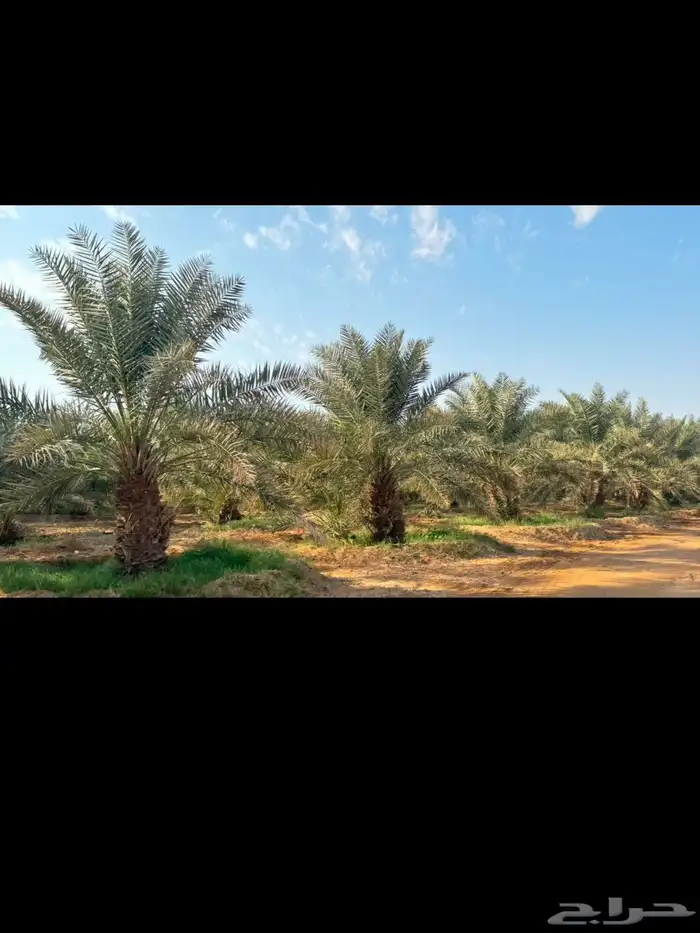 نخل خلاص 0