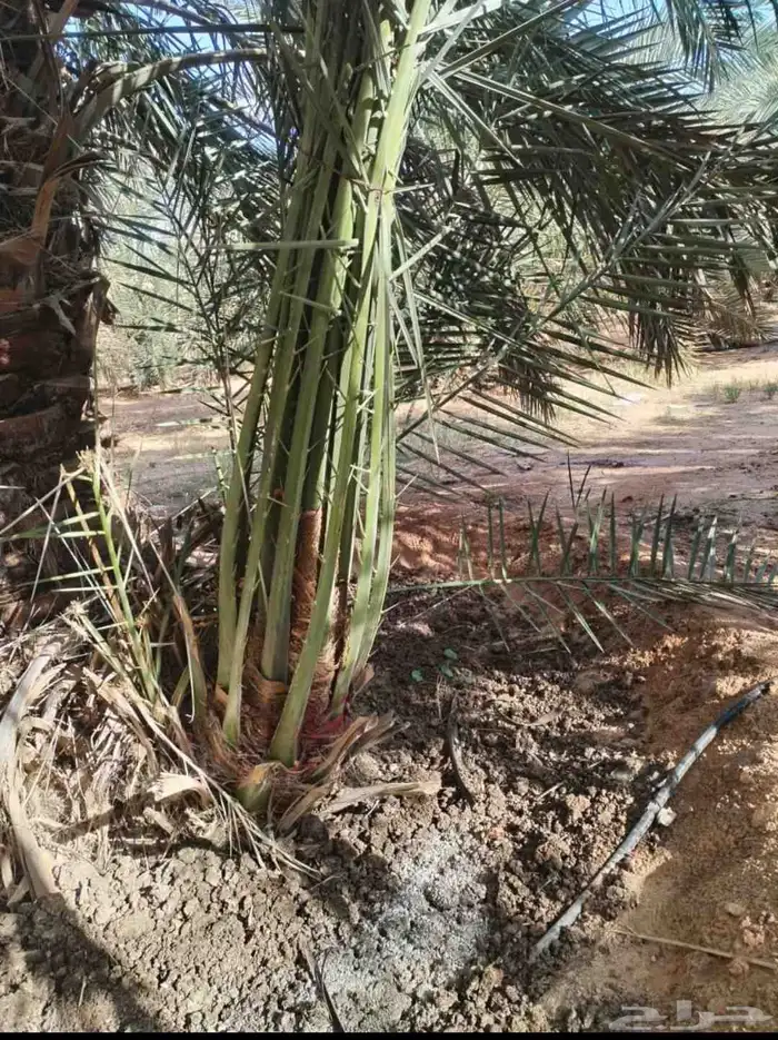 يوجد لدينا جميع انواع النخيل والتوصيل الا جميع أنحاء المملكة 5