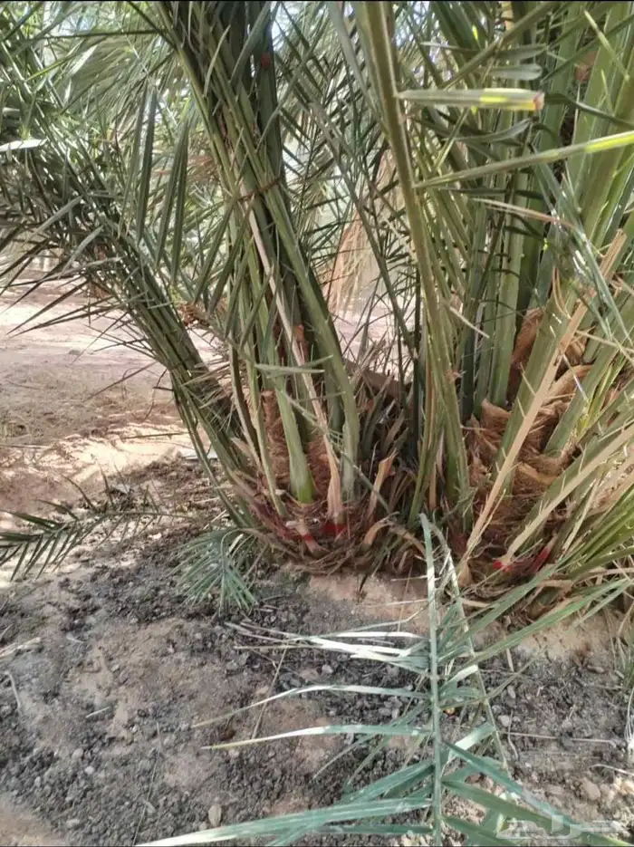 يوجد لدينا جميع انواع النخيل والتوصيل الا جميع أنحاء المملكة 4