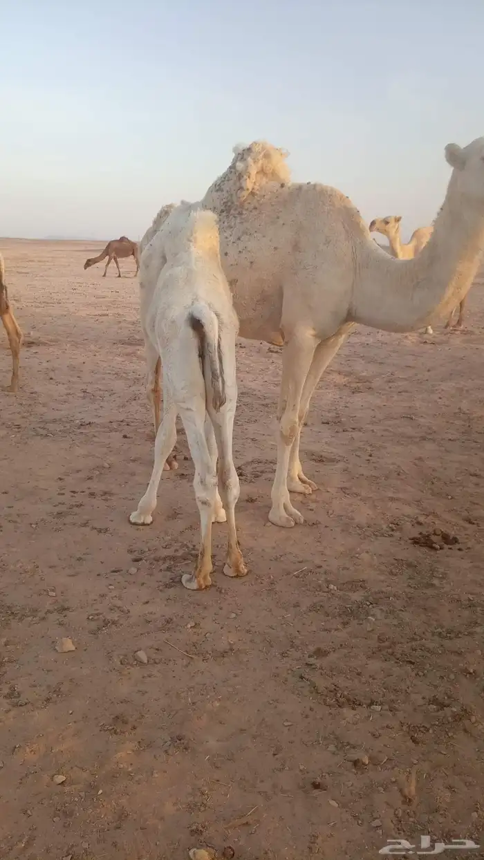السلام عليكم ورحمه الله وبركاته اعرض لكم قعدان 7