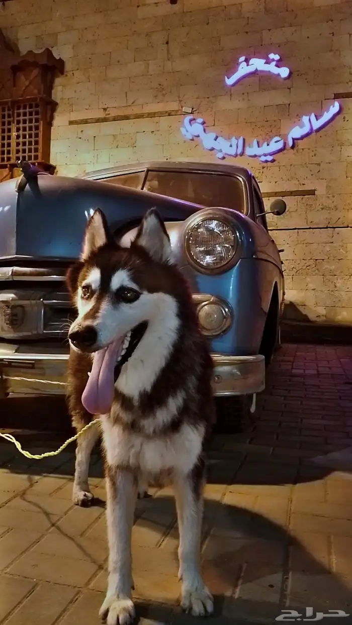 هاسكي للبيع 0