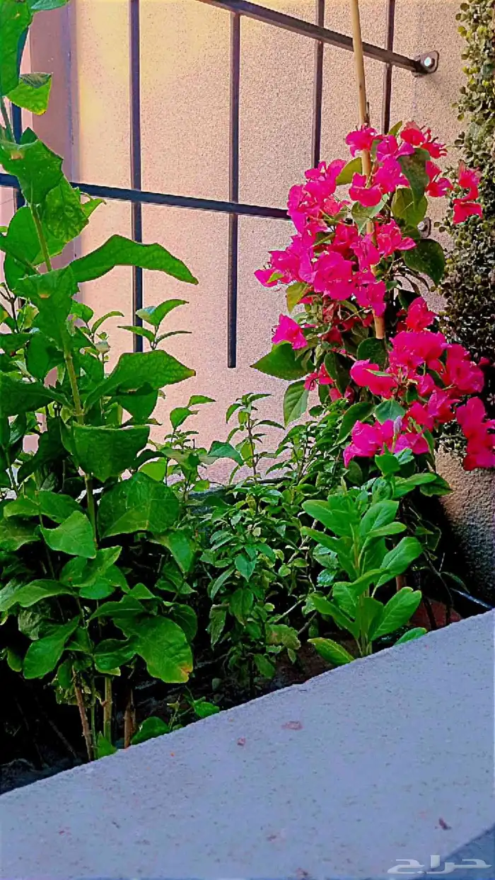 تنسيق حدائق 1