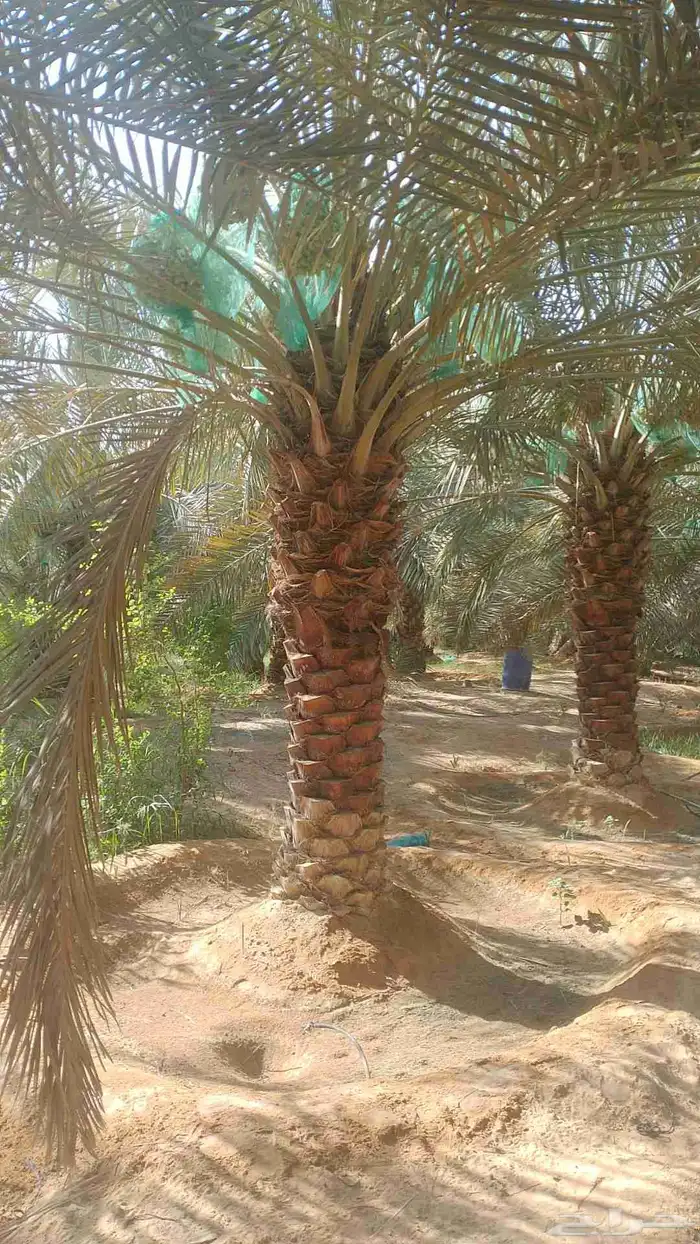 نخل مثمر للبيع 5