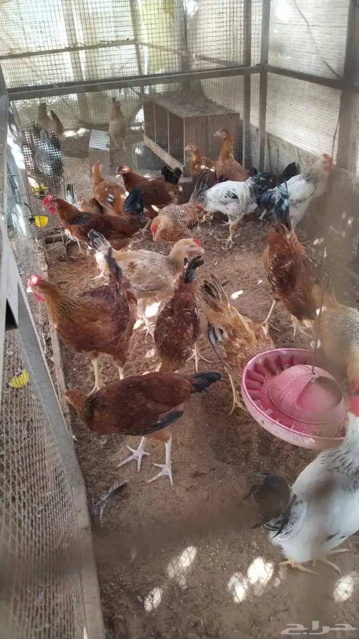 ديوك تركي حجم تب 0