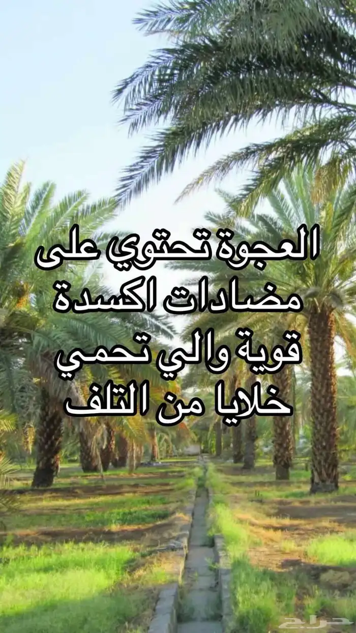 عجوة تمر من المدينه 1