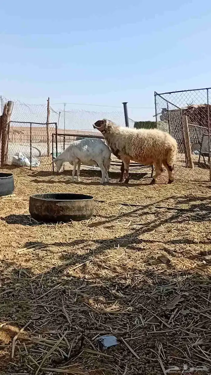 خروف نعيم فحل مشروط 0
