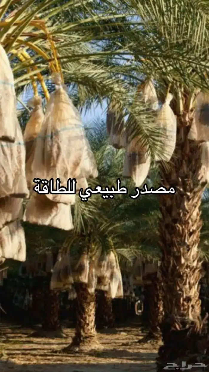 عجوة تمر من المدينه 2