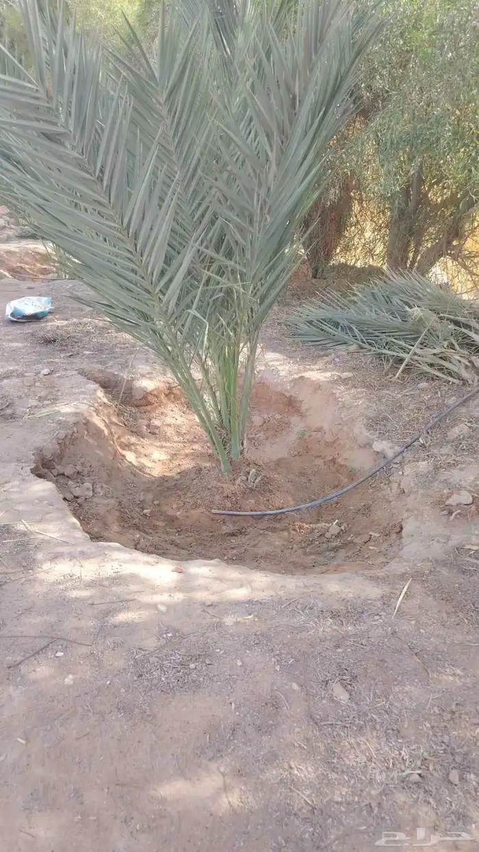 نخيل عربي واشنطني الخرج توصل وتركيب 8