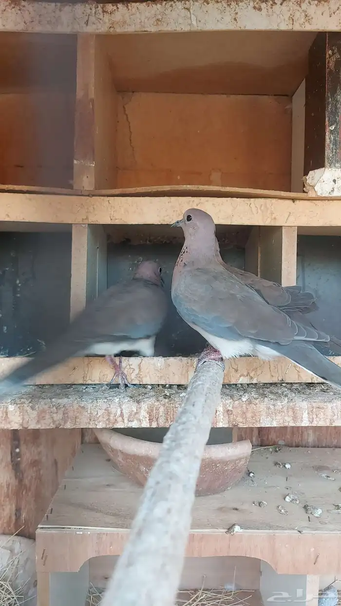 قمري بري 0
