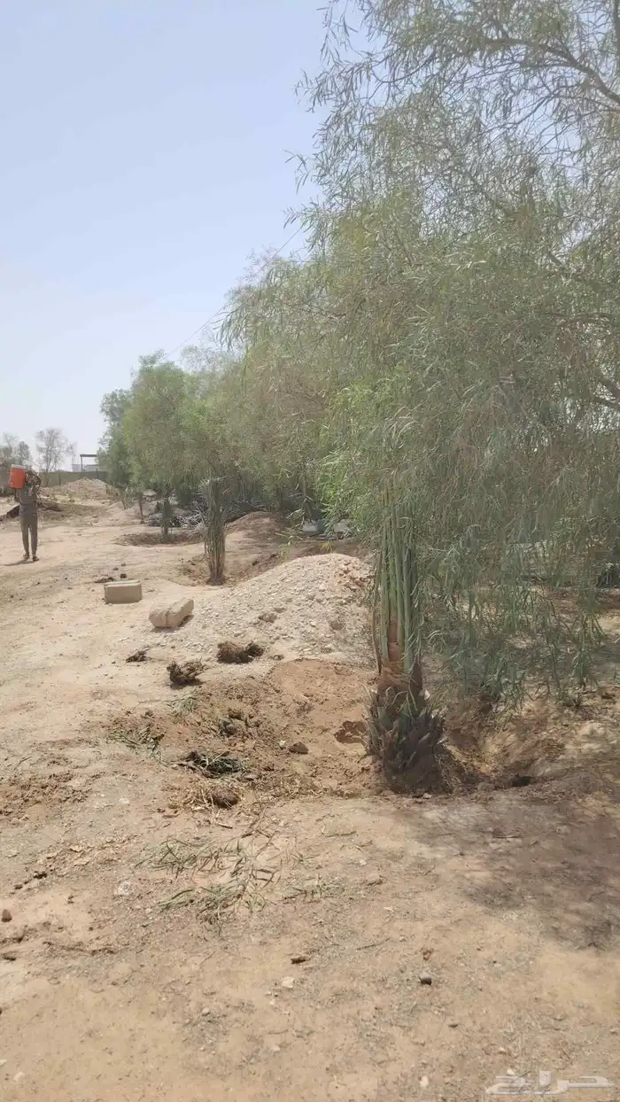 نخيل عربي واشنطني الخرج توصل وتركيب 6
