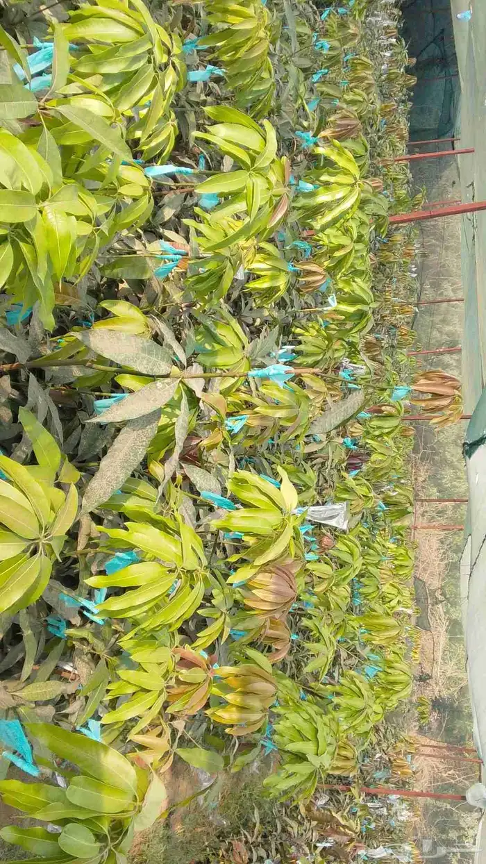 مانجو جازان 0