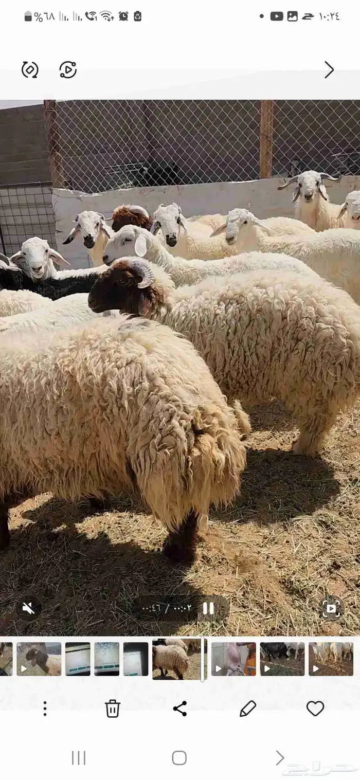 خرفان نعيمي وحريات ومشروكه تصلح للمناسبات العدد 24 جبره 5