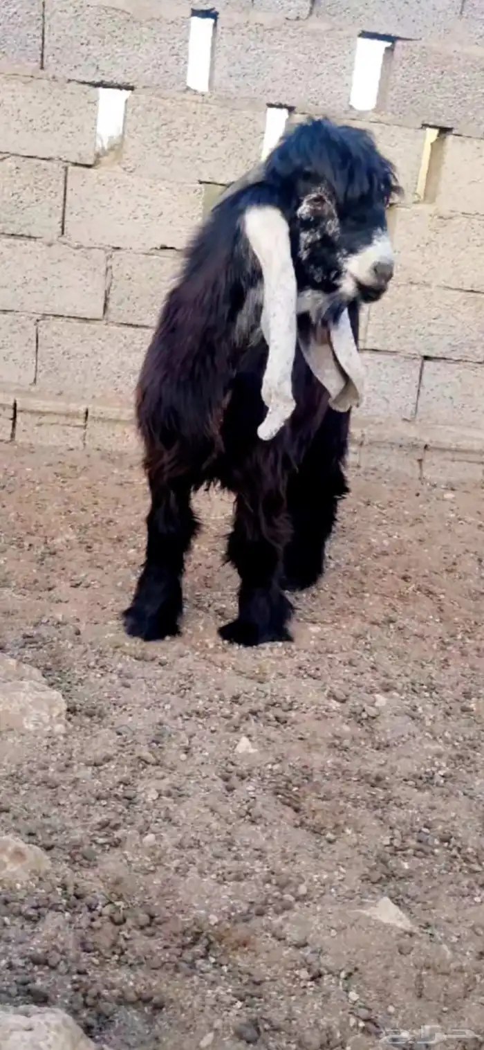 مشروع فحل عارضي فاخر فاخر 1