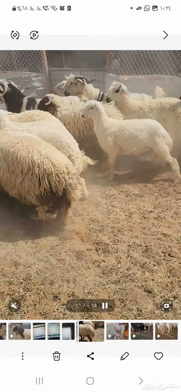 خرفان نعيمي وحريات ومشروكه تصلح للمناسبات العدد 24 جبره 0