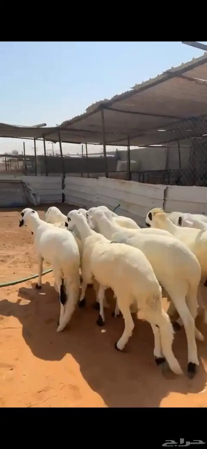 تسعة خرفان سواكن مرابي فوق أربعة تربية جذعان أحوالها فل 3