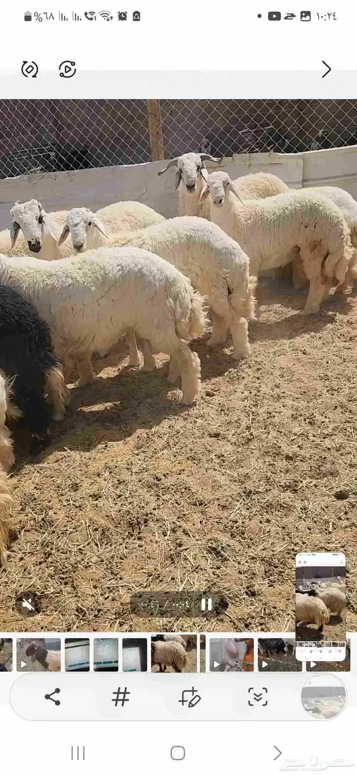 خرفان نعيم وحريات ومشروكه جبره تصلح للمناسبات ع 24 6