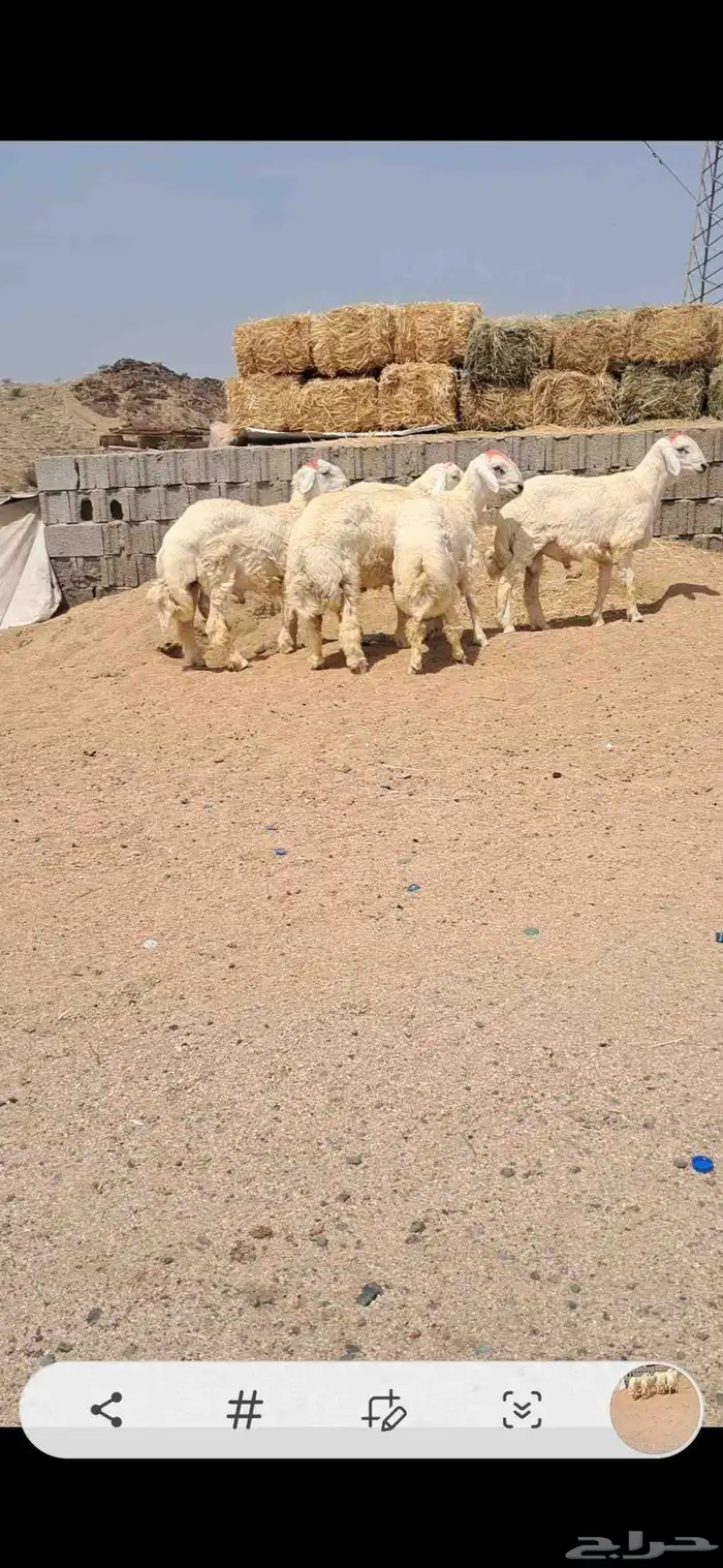 للبيع طليان جبره نضاف وفل شحم 0