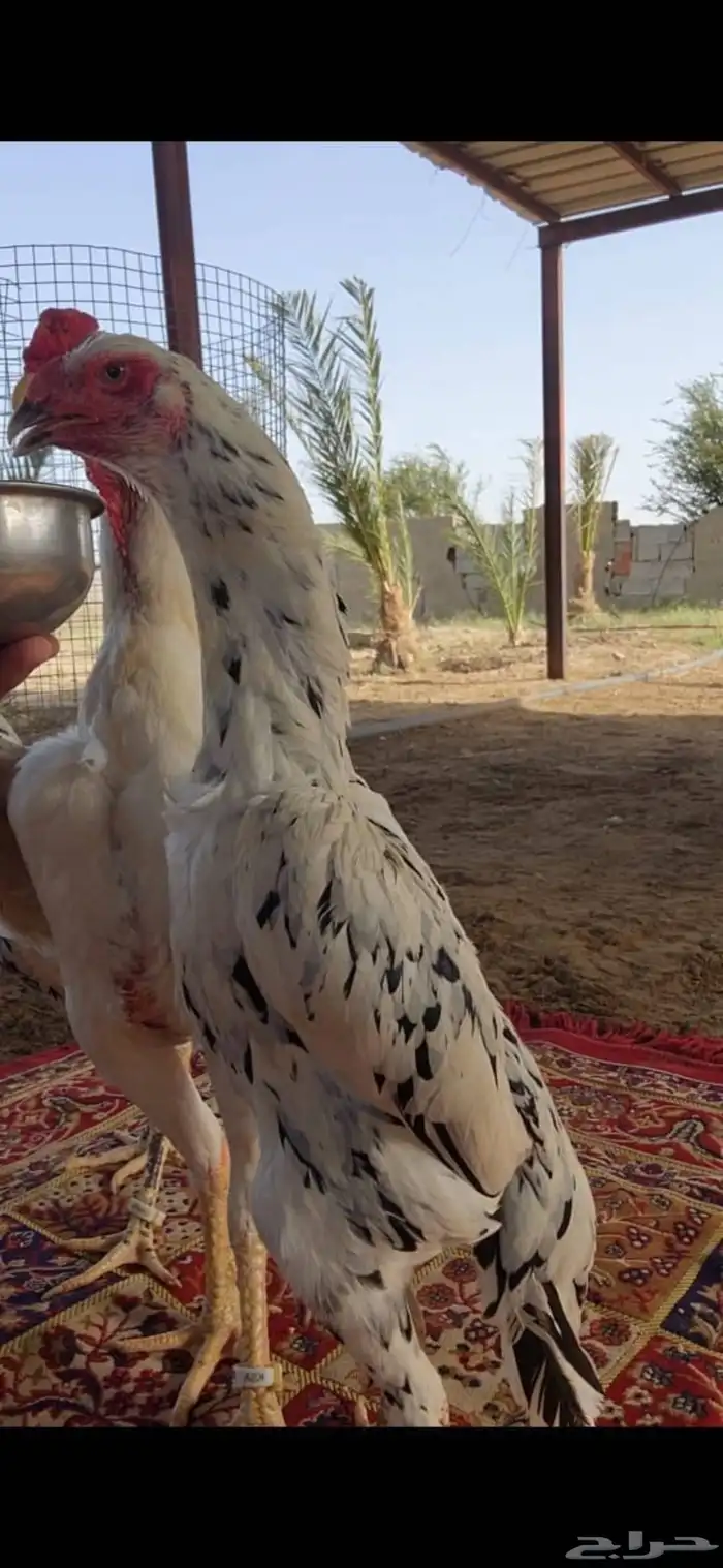 شامو الماني هزاز Top 2