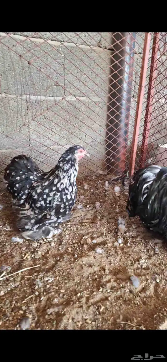 ديك ودجاجه كوشن سمول حباحب 5