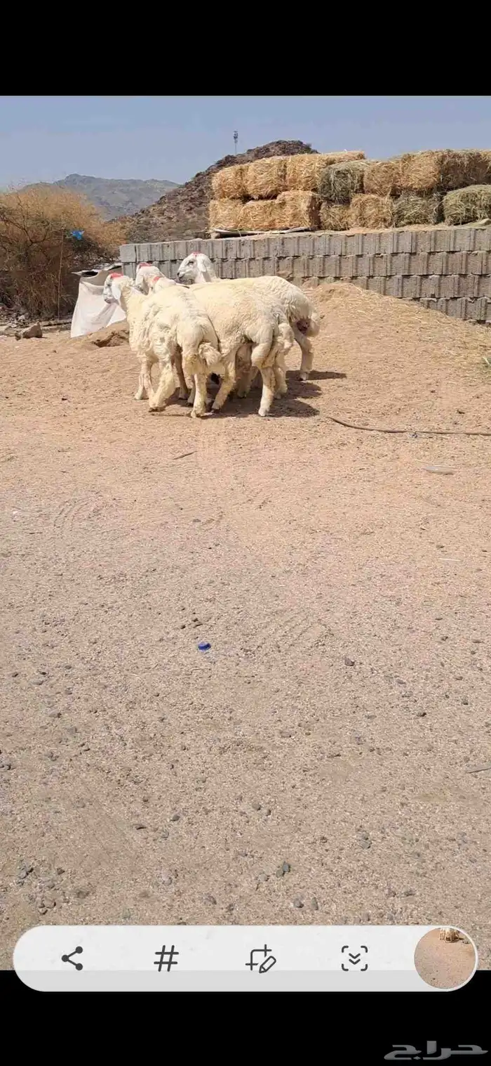 للبيع طليان جبره نضاف وفل شحم 3