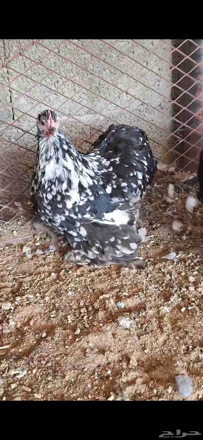 ديك ودجاجه كوشن سمول حباحب 2