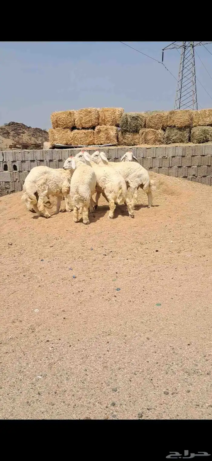 للبيع طليان جبره نضاف وفل شحم 2