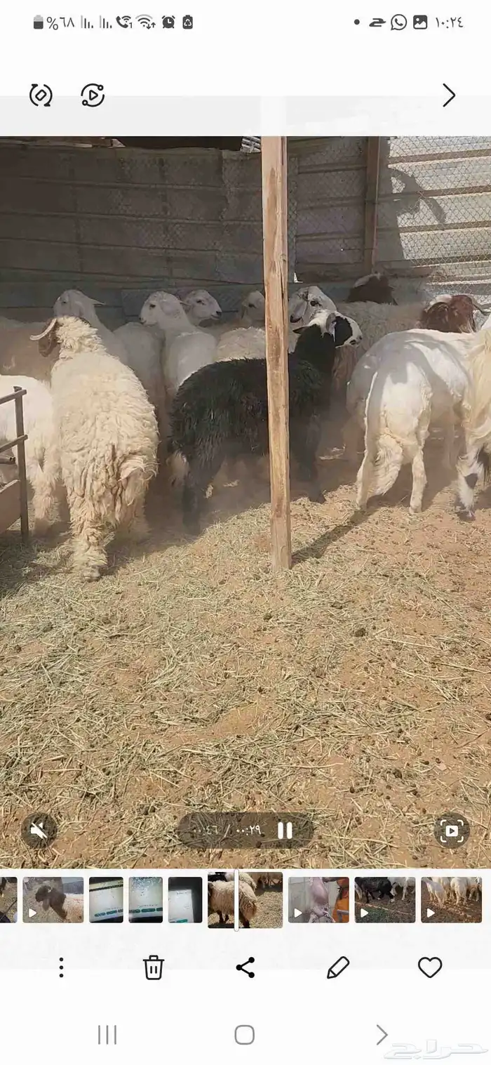 خرفان نعيم وحريات ومشروكه جبره تصلح للمناسبات ع 24 2