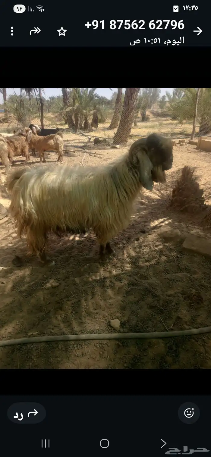 تيس فحل اصفر سديس موضح في الصوره 5