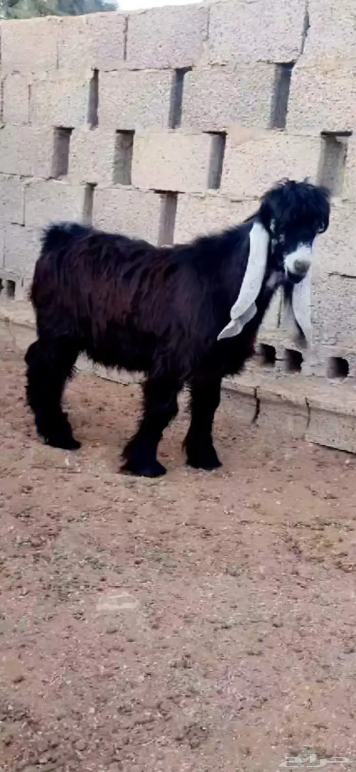 مشروع فحل عارضي فاخر فاخر 0